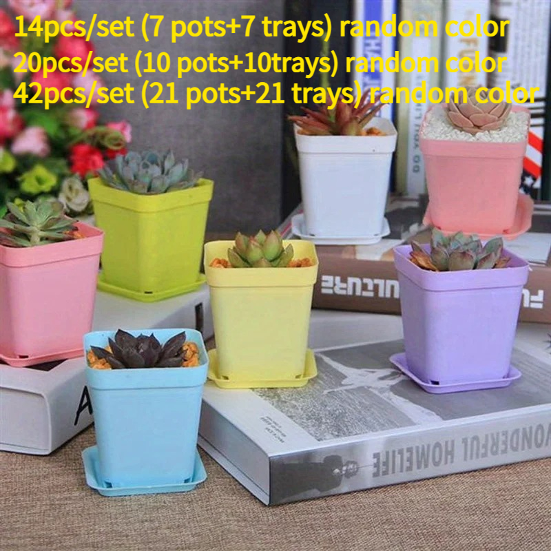 Echeveria Succulent - 14/20/42 piece set of colorful flower
