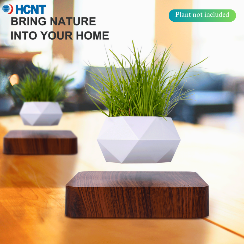Echeveria Succulent - Floating Plant Pot Magnetic Levitating Plant