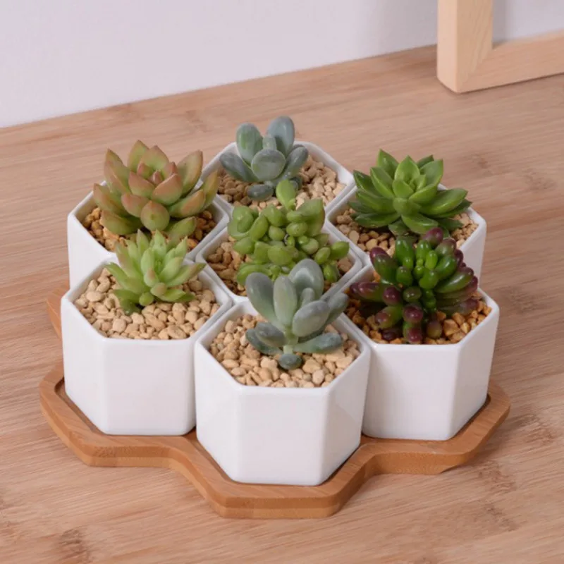 Echeveria Succulent - Set of 4/7/9/10 Hexagon Flowerpots White