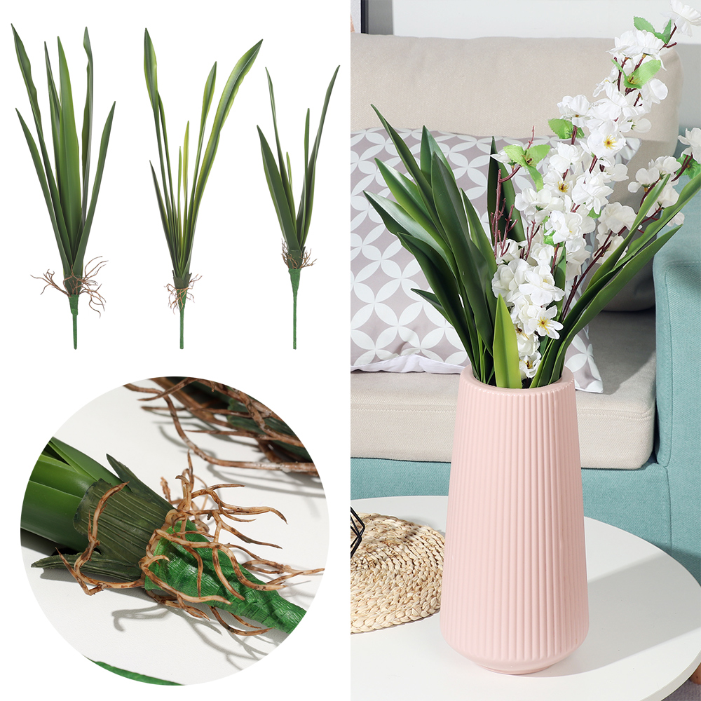 New Party Supplies High Grade  - Dracaena Marginata review and price