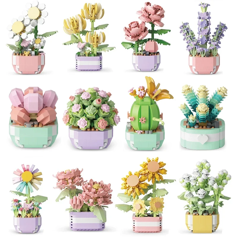 Flower Succulents Building Blo - Echeveria Succulent review and price