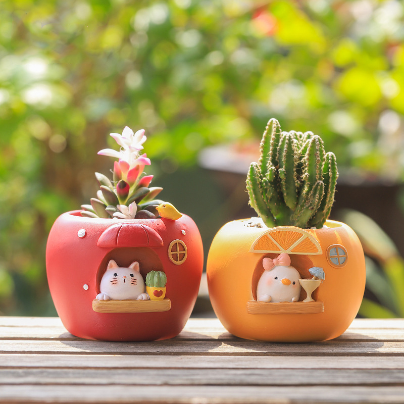 Cute Fruit Themed Planters for - Echeveria Succulent review and price