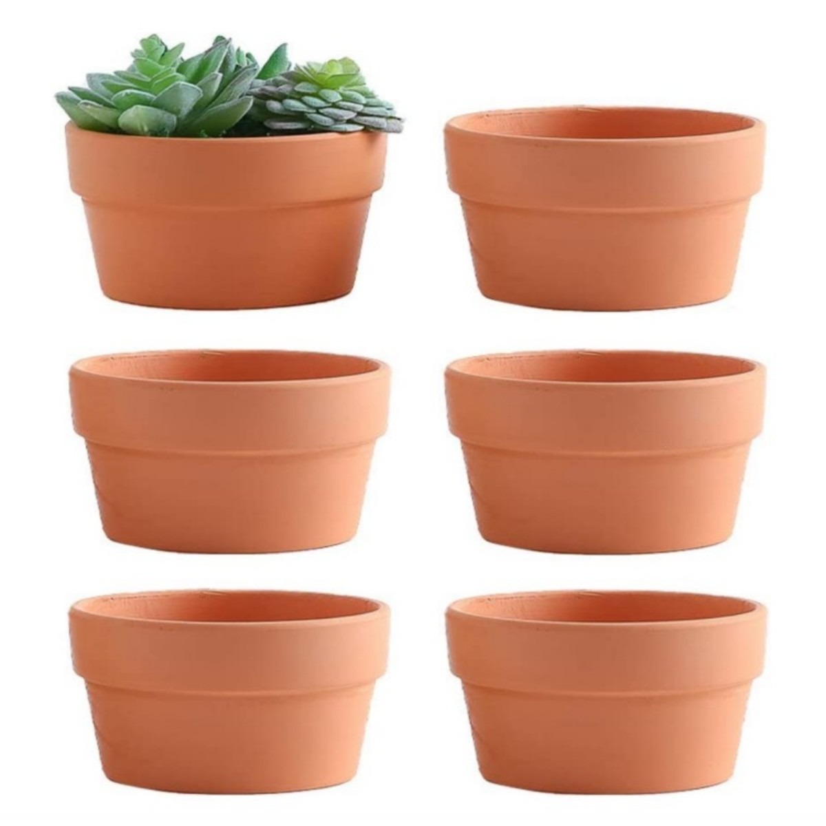 6 PCS Terracotta Buld Pots 3.5 - Echeveria Succulent review and price