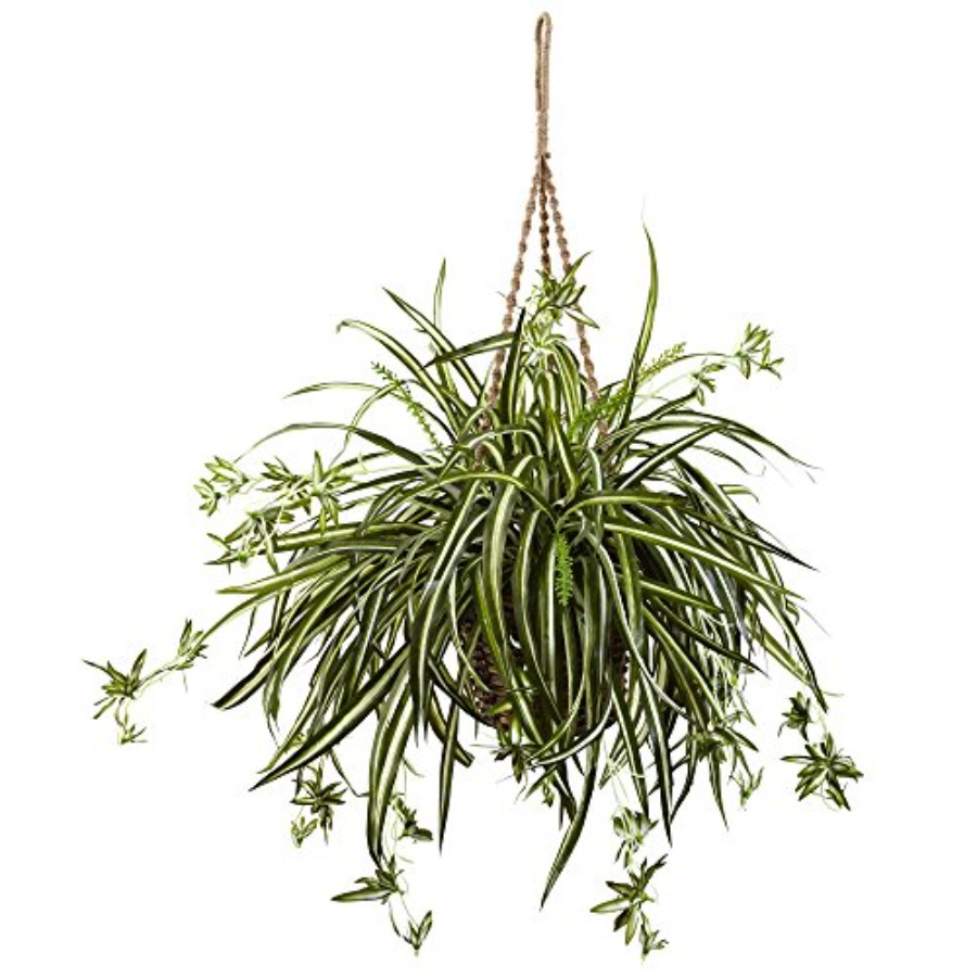 Spider Plant Hanging Basket - Spider Plant Hanging review and price