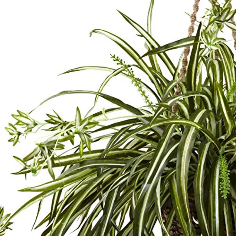 Spider Plant Hanging Basket - Spider Plant Hanging review and price