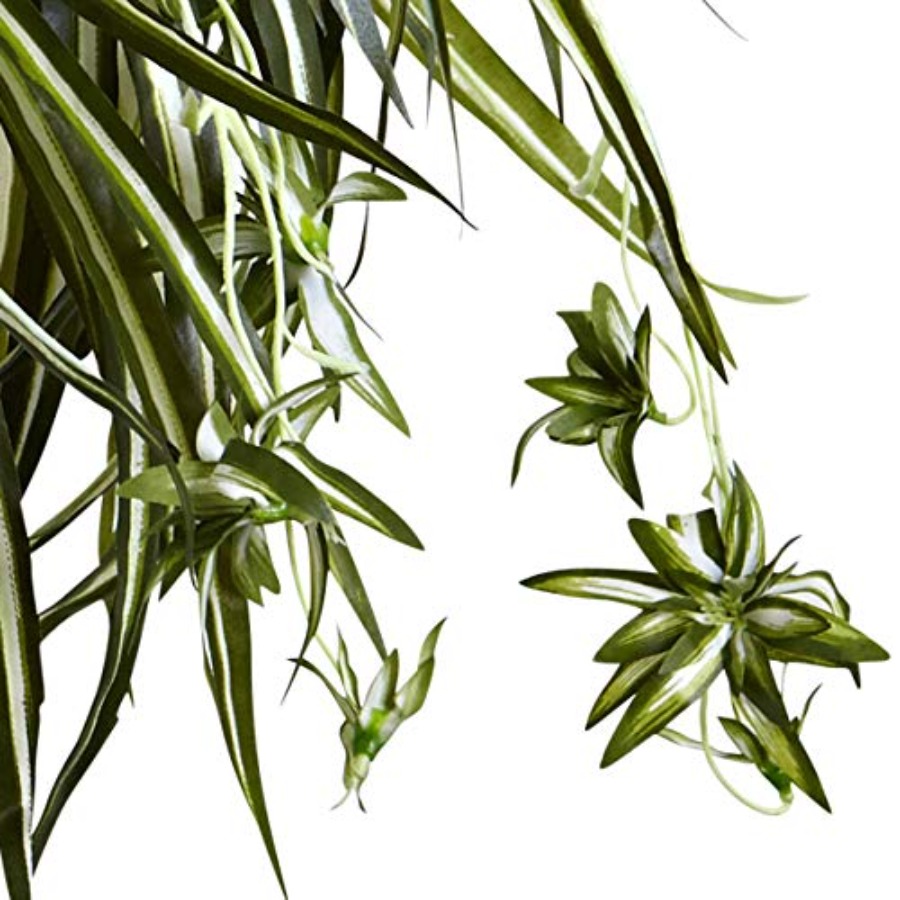 Spider Plant Hanging Basket - Spider Plant Hanging review and price