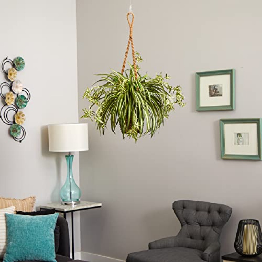Spider Plant Hanging Basket - Spider Plant Hanging review and price