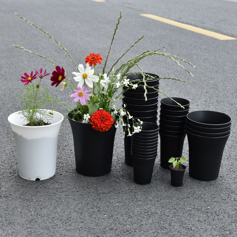 10pcs Thickened Flowerpot High - Echeveria Succulent review and price