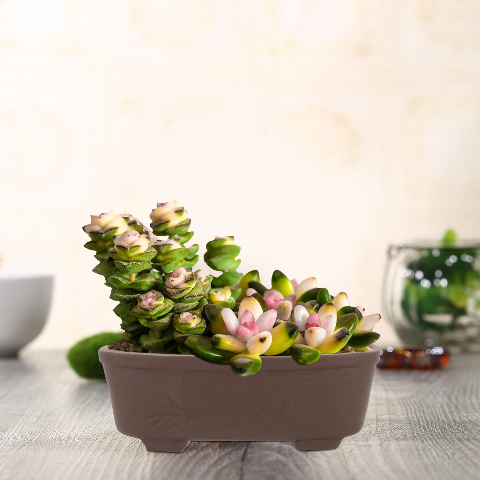 Handmade Vintage Style Clay Te - Pilea Peperomioides review and price