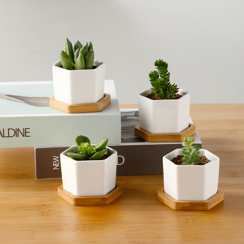 Ceramic Flowerpot White Hexago - Echeveria Succulent review and price