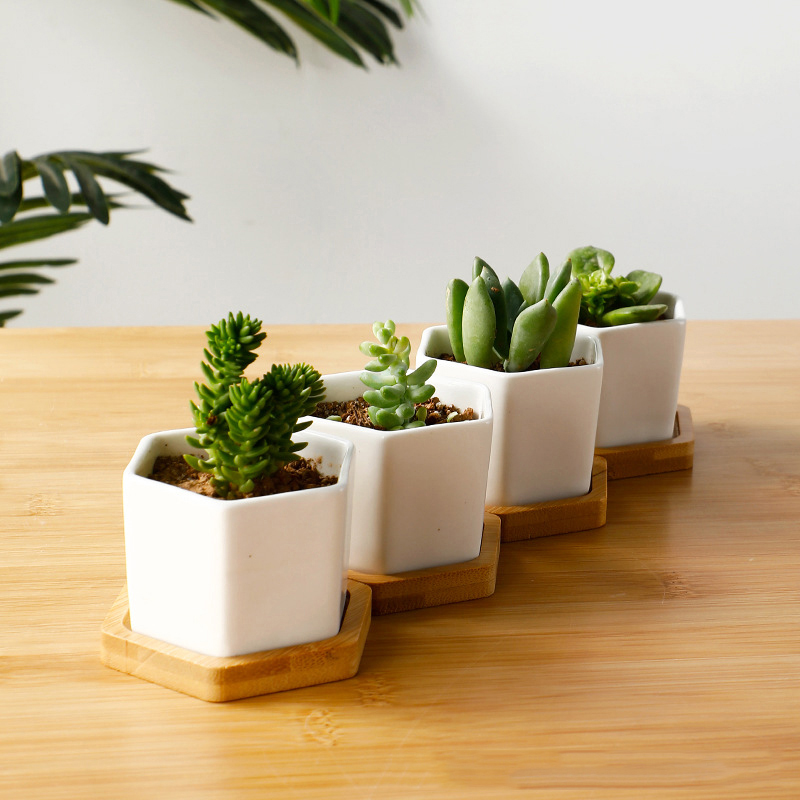 Ceramic Flowerpot White Hexago - Echeveria Succulent review and price
