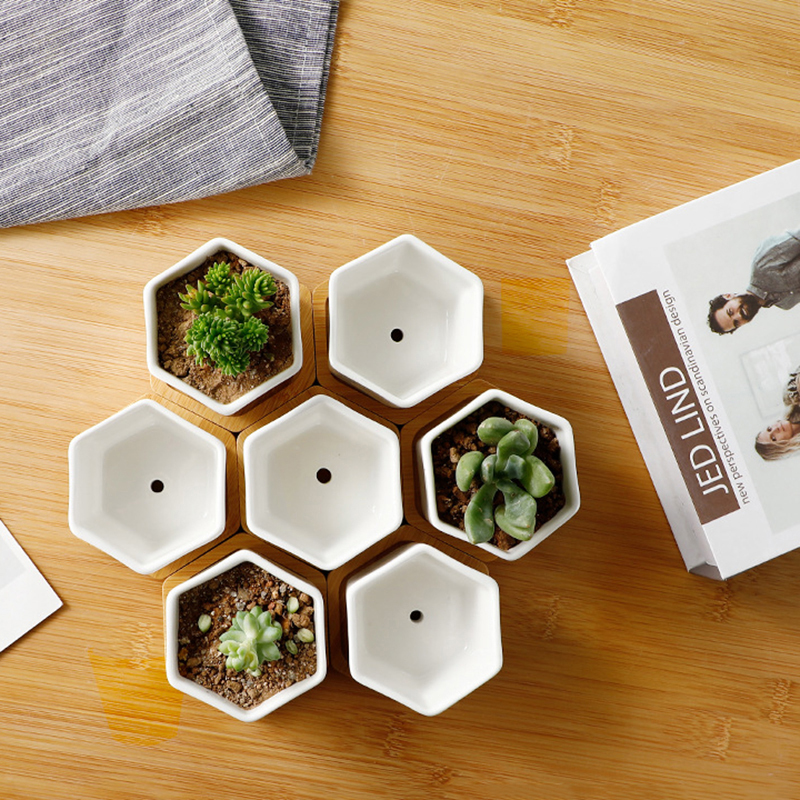 Ceramic Flowerpot White Hexago - Echeveria Succulent review and price