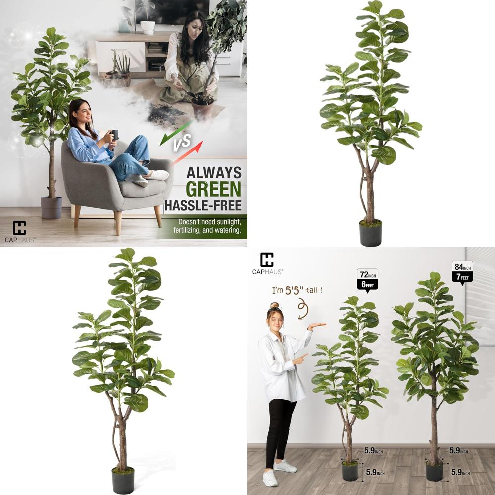Potted Ficus Lyrata Tree, 6-7  - Ficus Lyrata Tree review and price