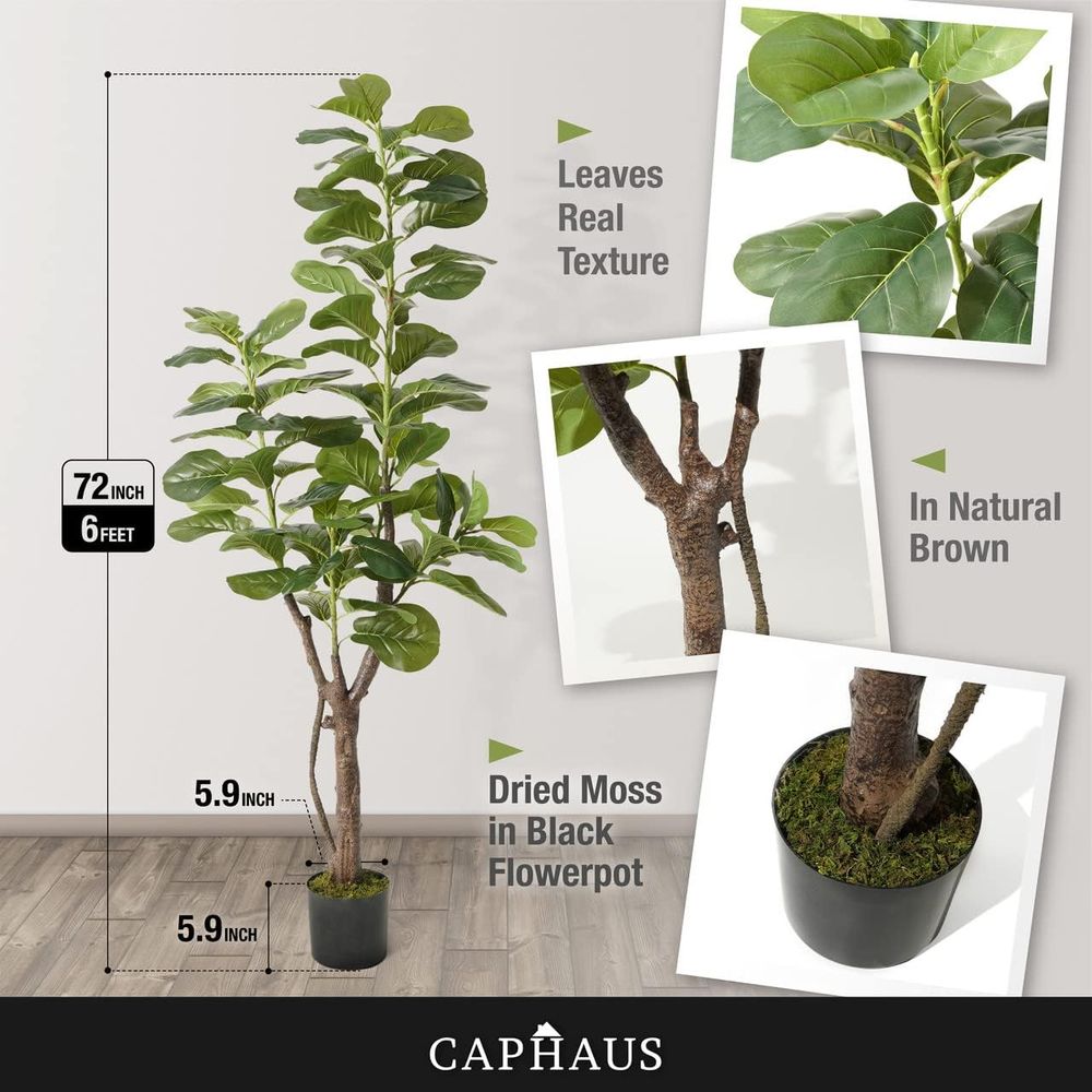 Potted Ficus Lyrata Tree, 6-7  - Ficus Lyrata Tree review and price