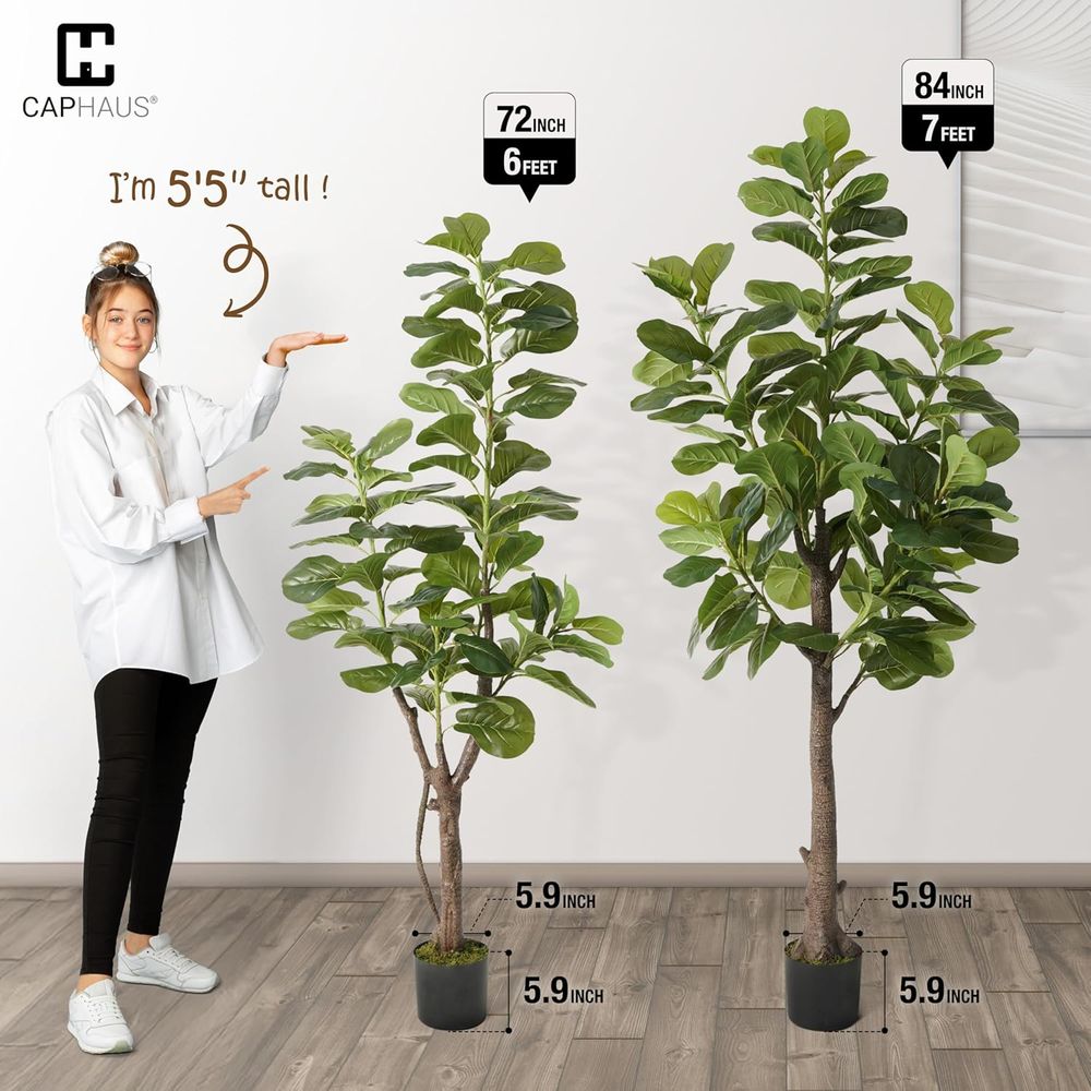 Potted Ficus Lyrata Tree, 6-7  - Ficus Lyrata Tree review and price