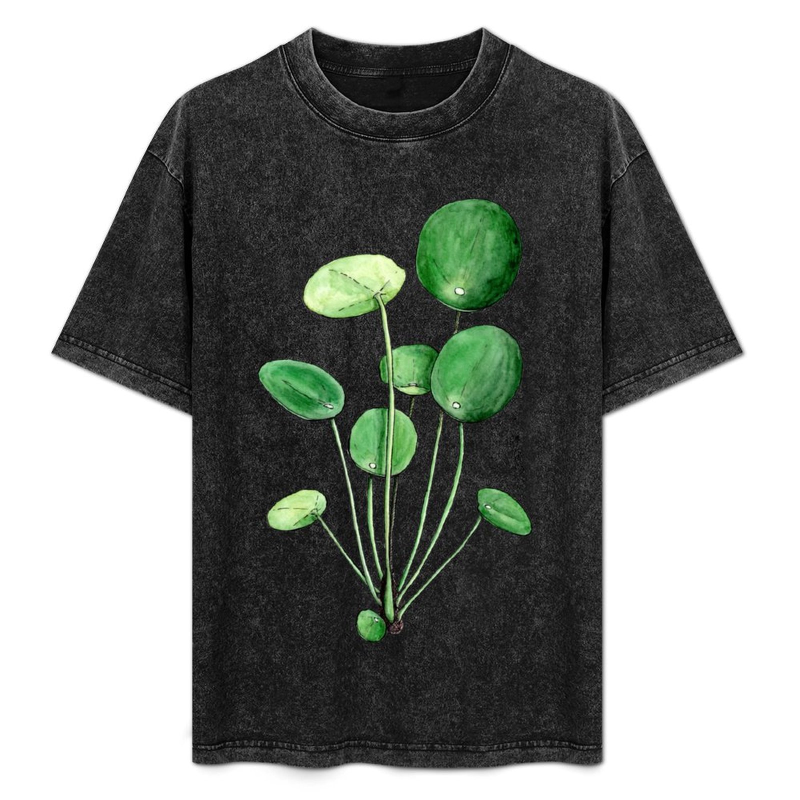 Pilea Peperomioides - Watercol - Pilea Peperomioides review and price