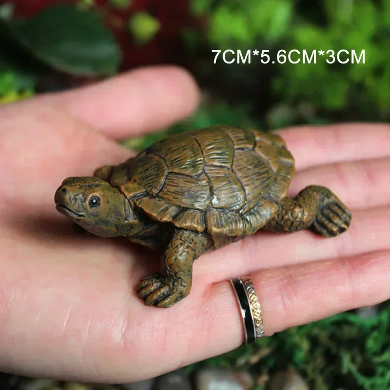 Simulation of Small Turtle Res - Echeveria Succulent review and price