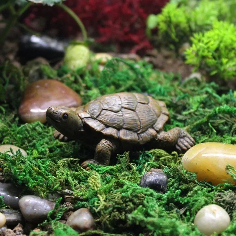 Simulation of Small Turtle Res - Echeveria Succulent review and price