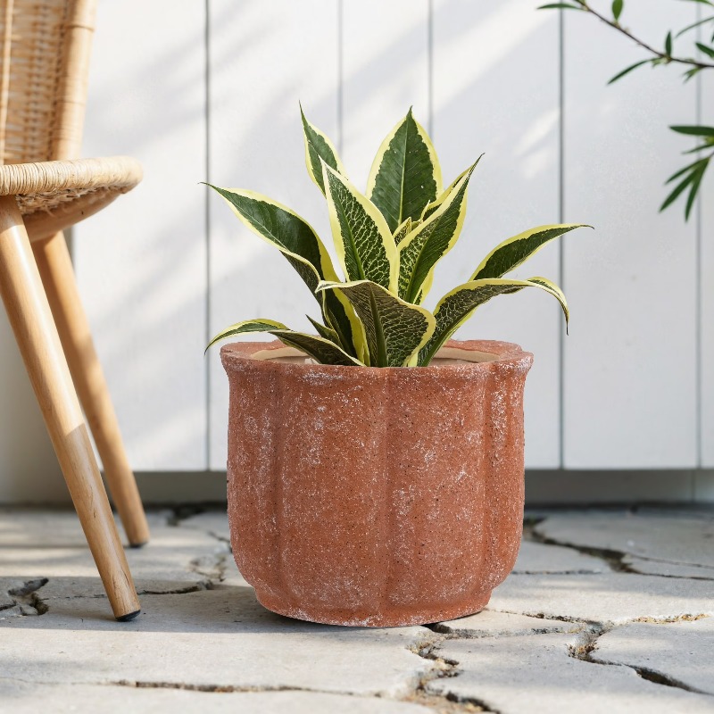 8in Terracotta Flower Planter  - Aloe Vera Pot review and price