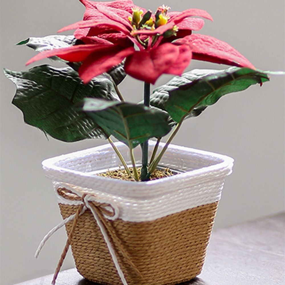 Paper Rope Braided Braided Flo - Aloe Vera Pot review and price