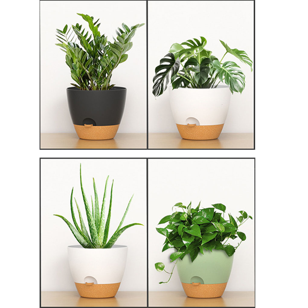 5piece Indoor Flower Pots With - Aloe Vera Pot review and price