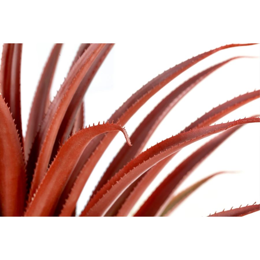 Hyper Realistic Big Red Artifi - Aloe Vera Pot review and price