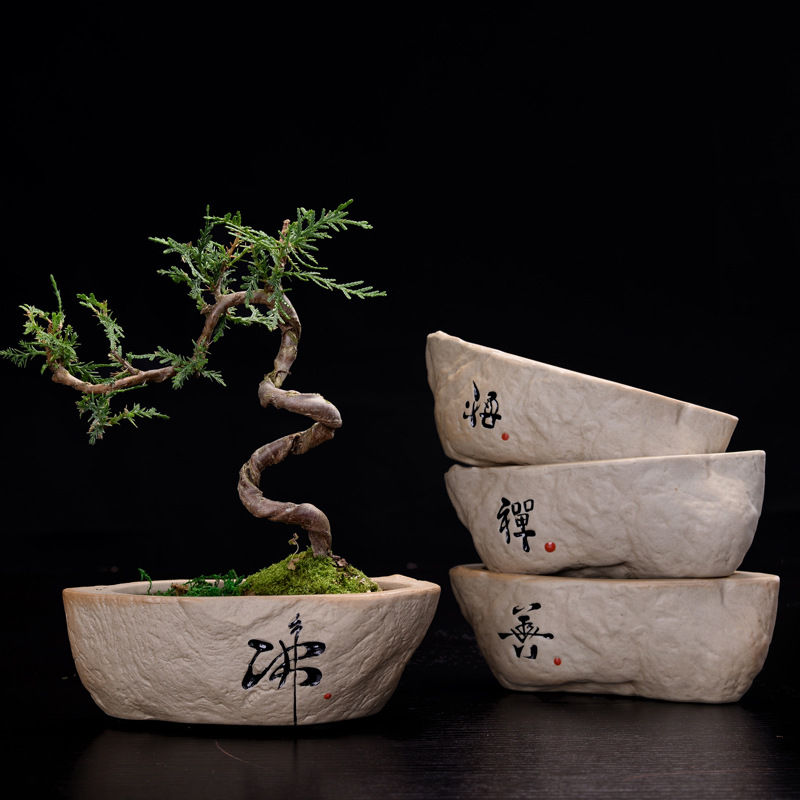 Non-porous Hydroponic Plant Fl - Pilea Peperomioides review and price