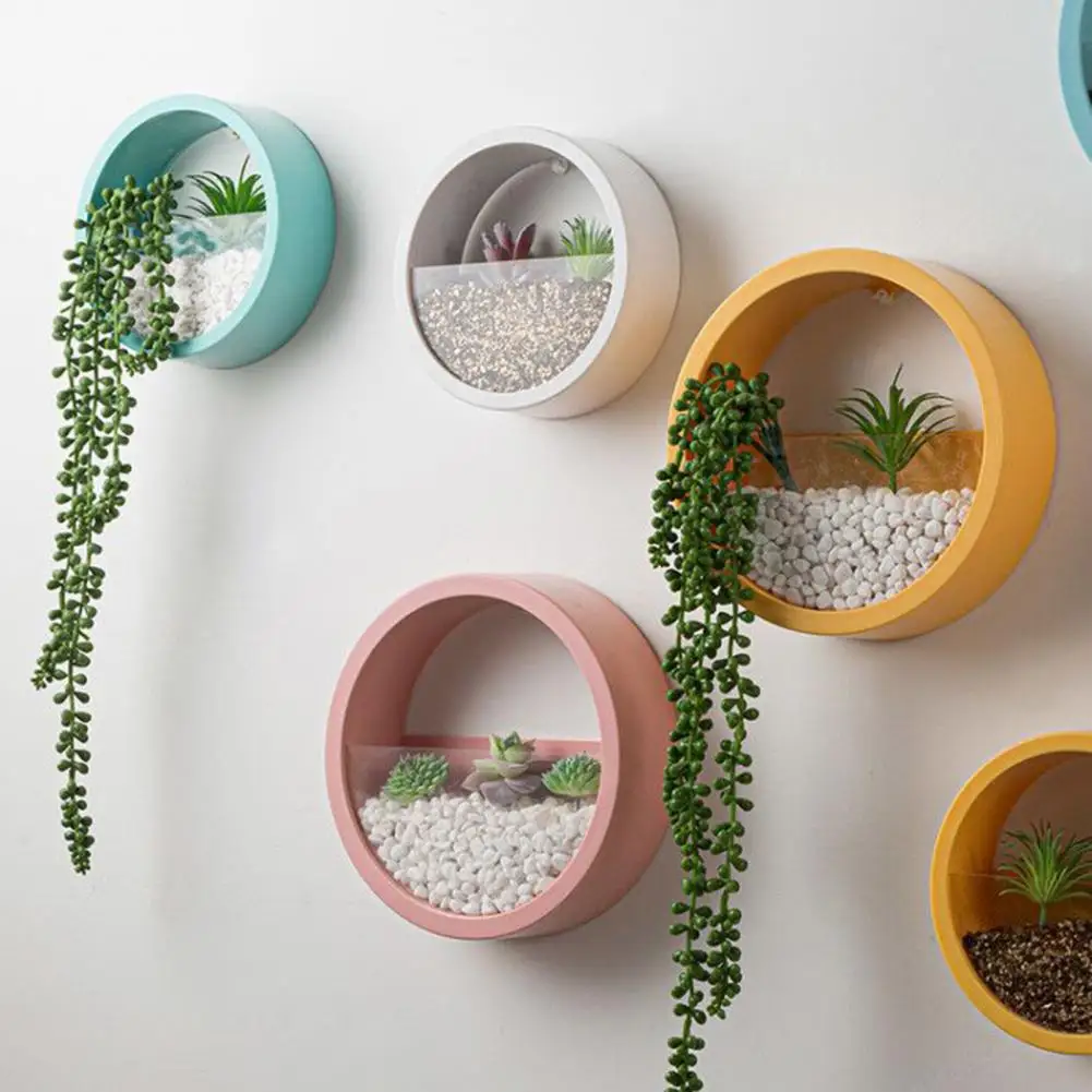 Round Succulent Planter Durabl - Echeveria Succulent review and price