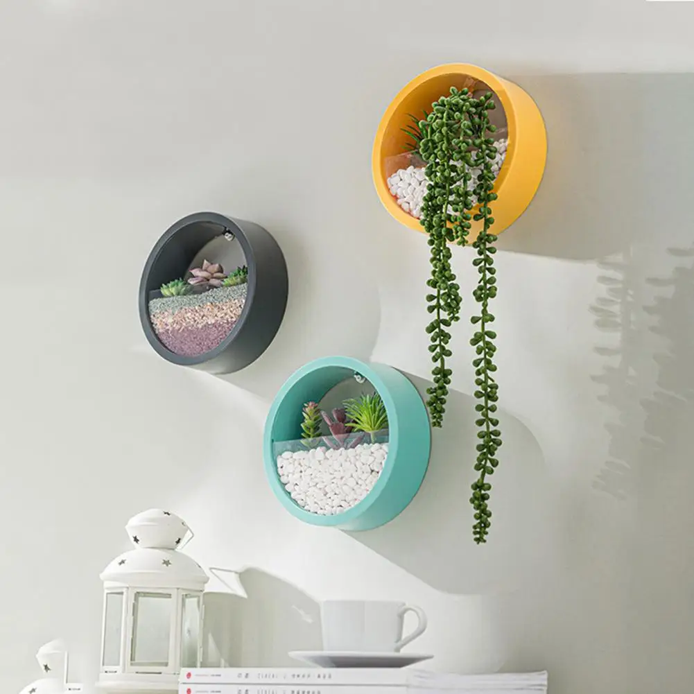 Round Succulent Planter Durabl - Echeveria Succulent review and price