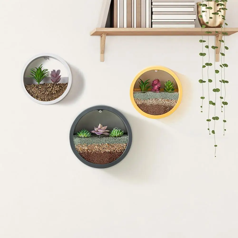 Round Succulent Planter Durabl - Echeveria Succulent review and price