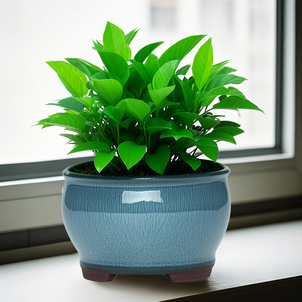 Ceramic Garden Planter Pots Ce - Aloe Vera Pot review and price