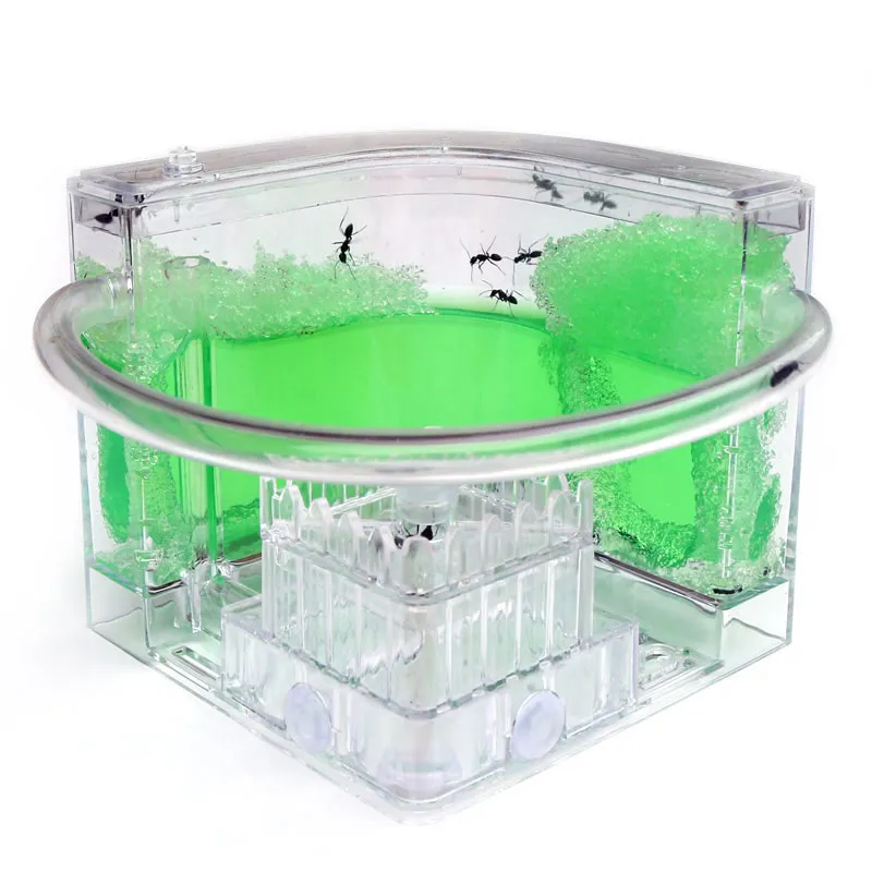 Ant Workshop Roller Coaster Ec - Begonia Rex review and price