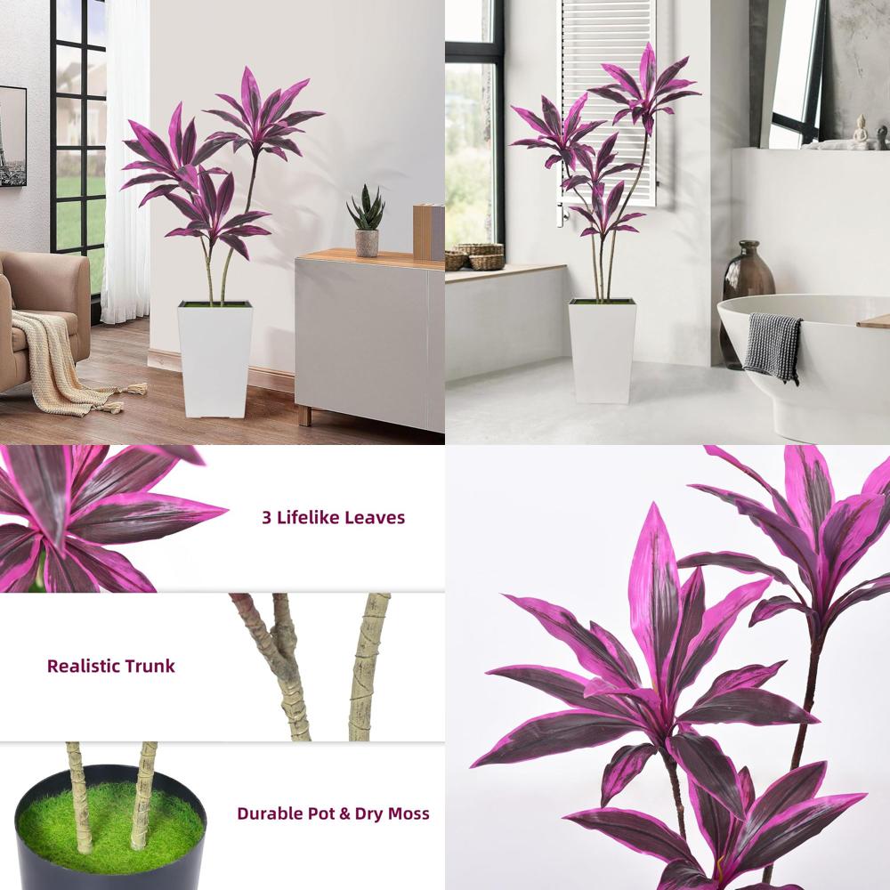 Evergreen Dracaena Marginata,  - Dracaena Marginata review and price