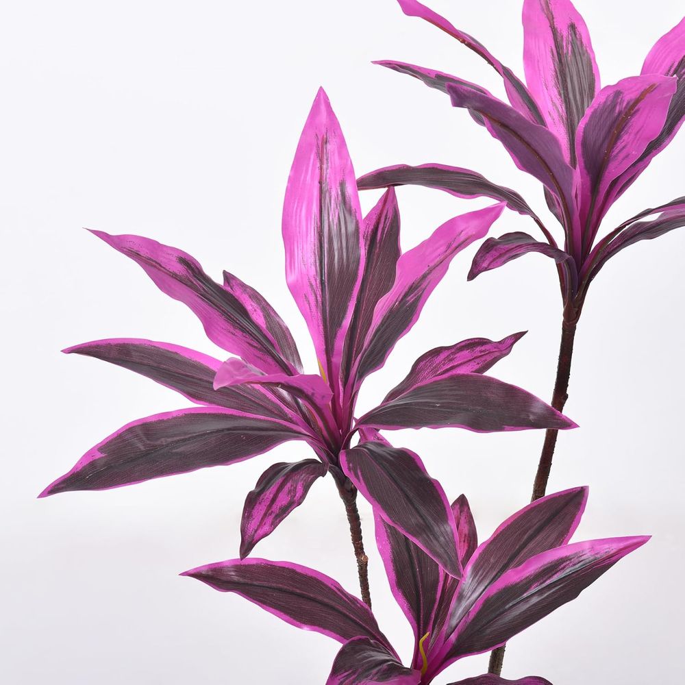 Evergreen Dracaena Marginata,  - Dracaena Marginata review and price