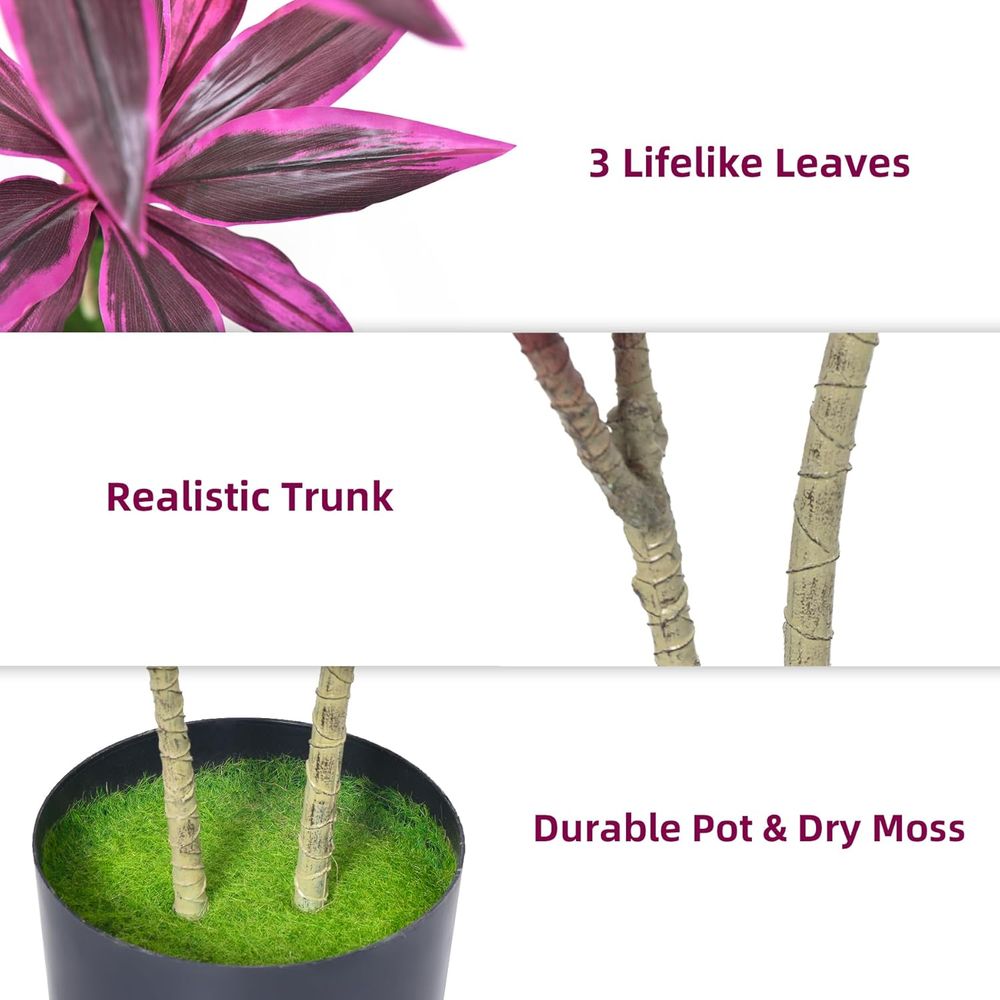Evergreen Dracaena Marginata,  - Dracaena Marginata review and price