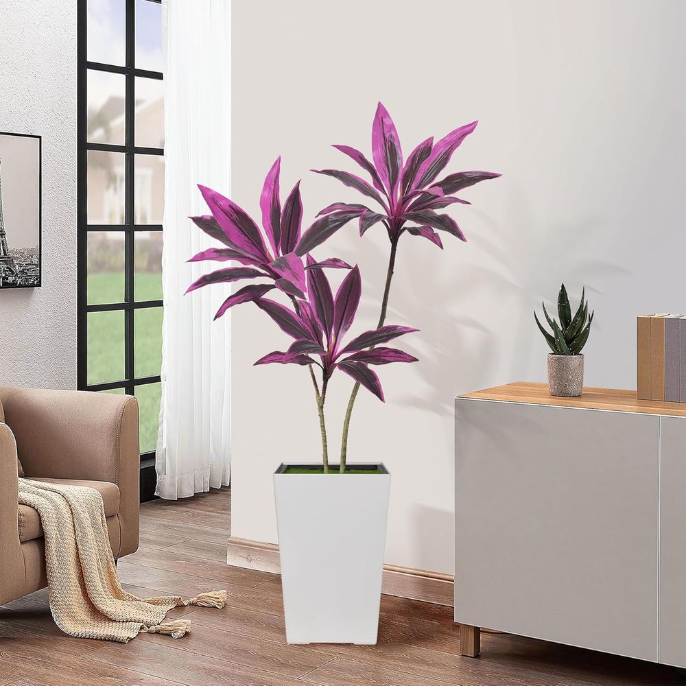 Evergreen Dracaena Marginata,  - Dracaena Marginata review and price