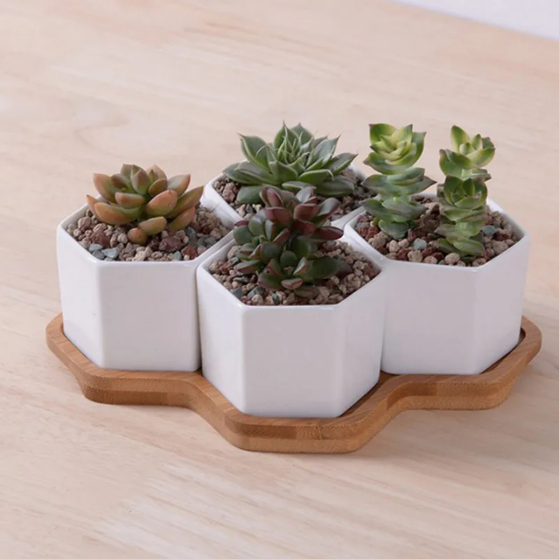 Set of 4/7/9/10 Hexagon Flower - Echeveria Succulent review and price
