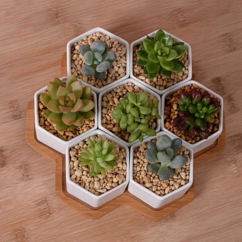 Set of 4/7/9/10 Hexagon Flower - Echeveria Succulent review and price