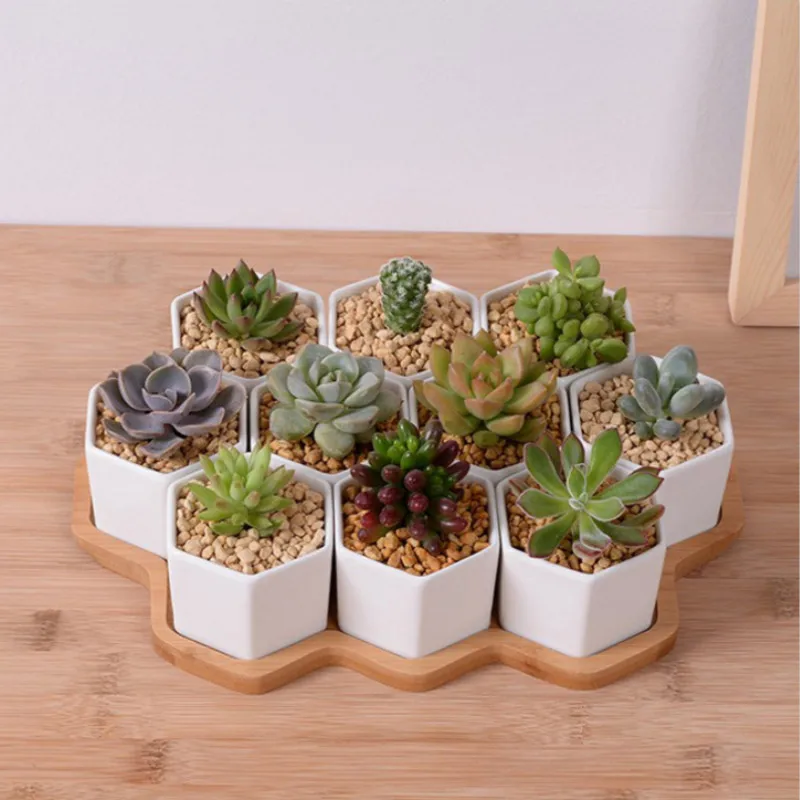 Set of 4/7/9/10 Hexagon Flower - Echeveria Succulent review and price